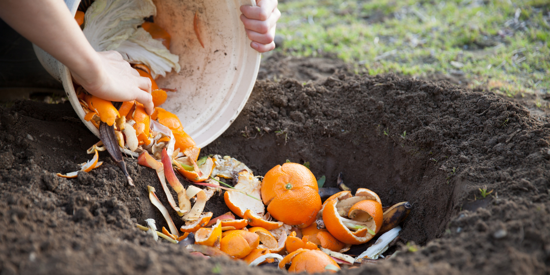A white bucket full of orange peels being poured into a shallow hole dug into the dirt.