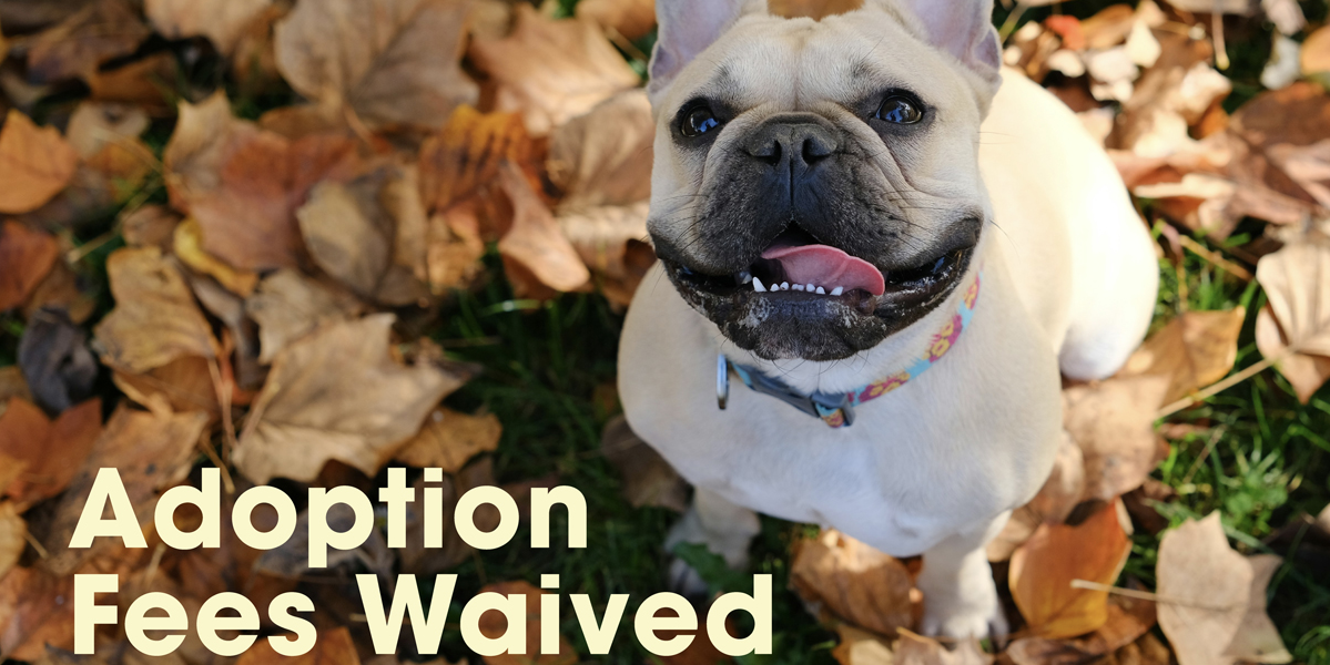California Adopt-a-Pet Day