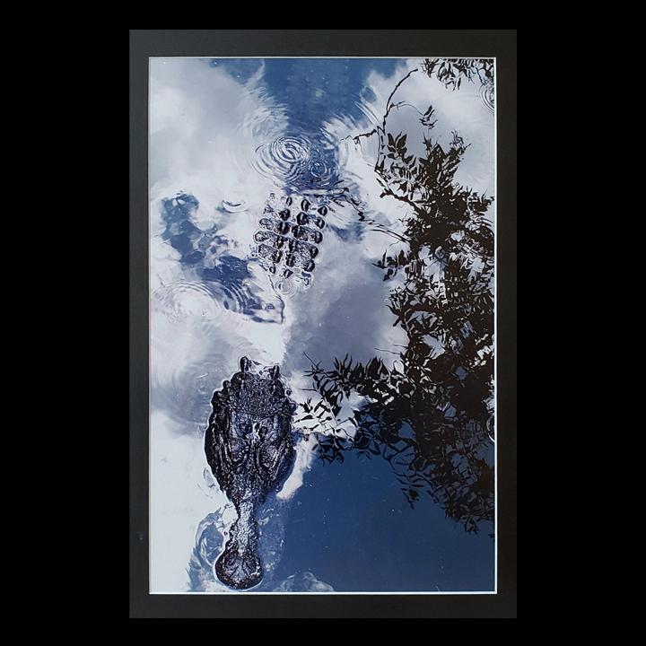 2nd Place,  Debbie McBride, 'Gator in the Sky' Image