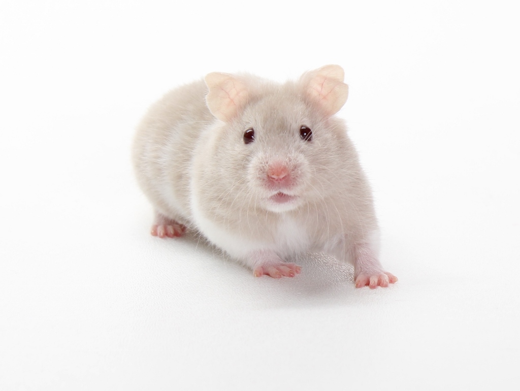 Hamster