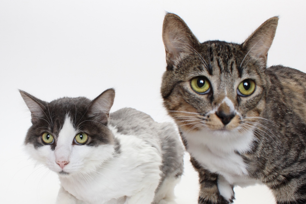 Burbank Animal Shelter Parks & Recreation City of Burbank