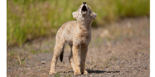 Coyote Puppy