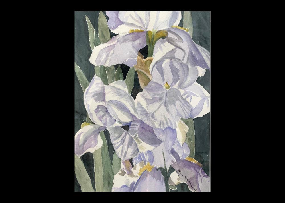 Pam McDonald  - Iris watercolor Image