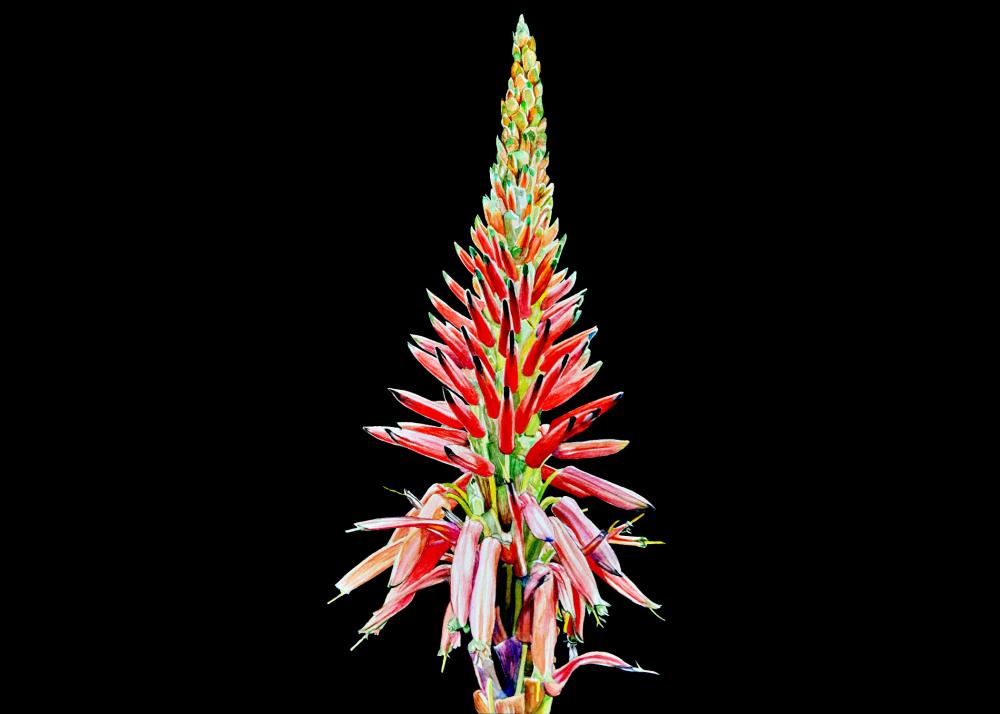 Debra Aloe Image