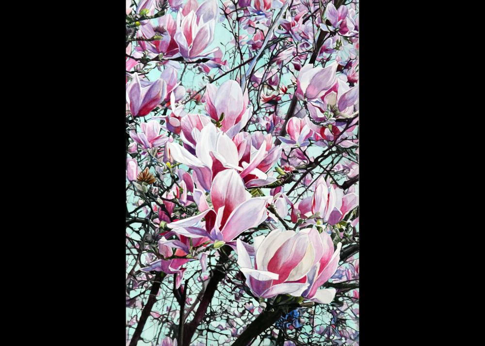 Debra Reynolds - Magnolias Image