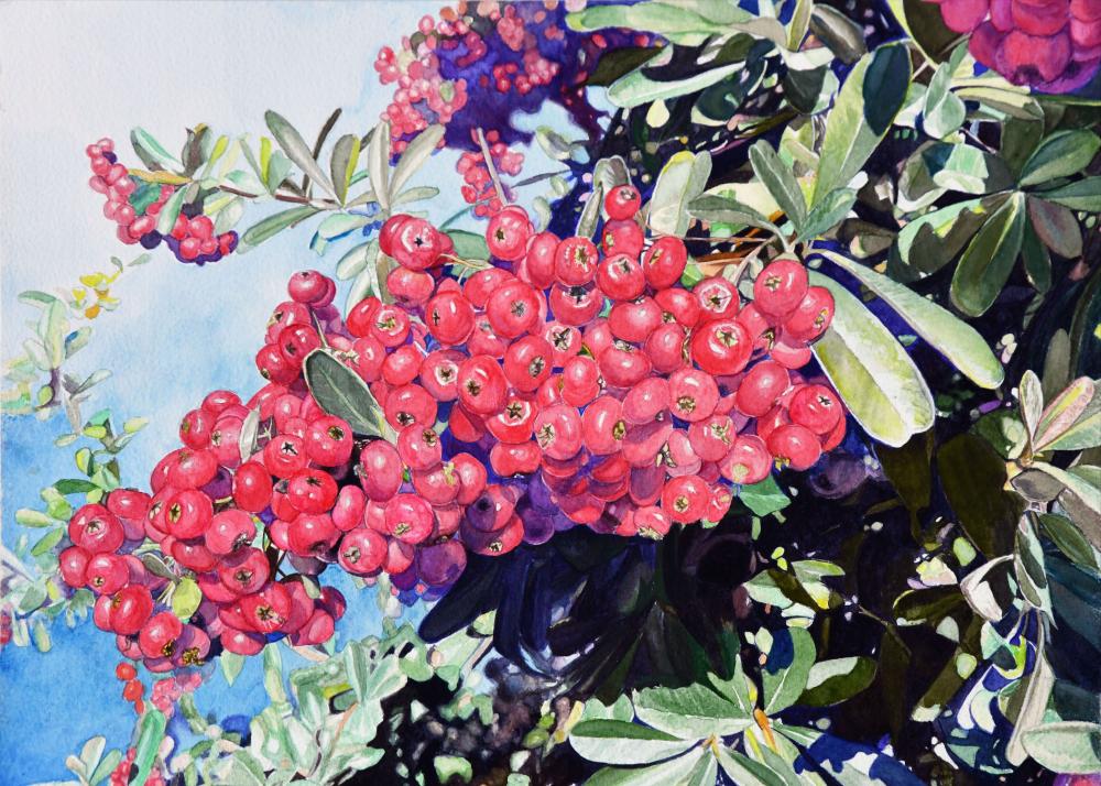 Debra Reynolds - Pyracantha Image