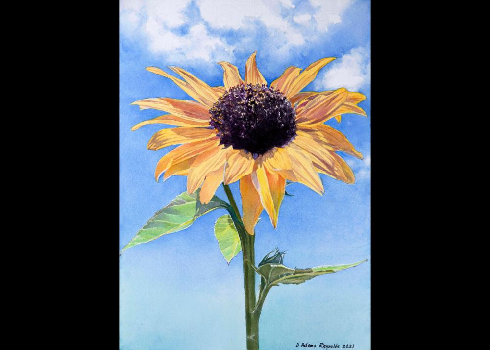 Debra Reynolds - Sunflower Image