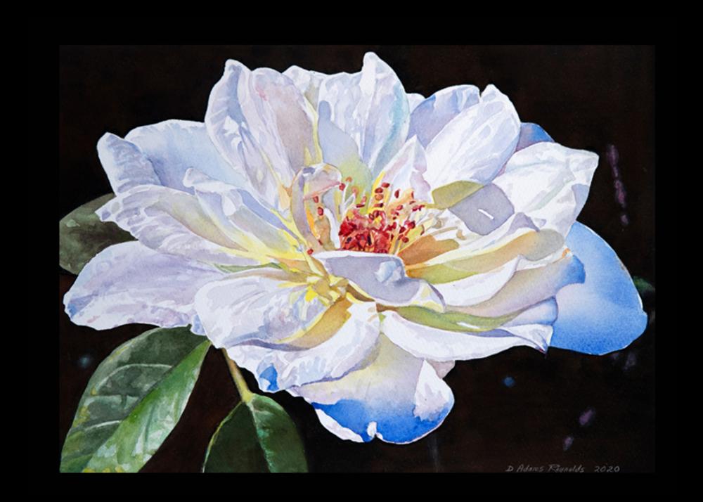 Debra Reynolds - White Rose Image