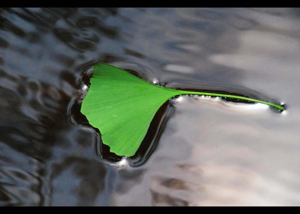 Green Kingko Image