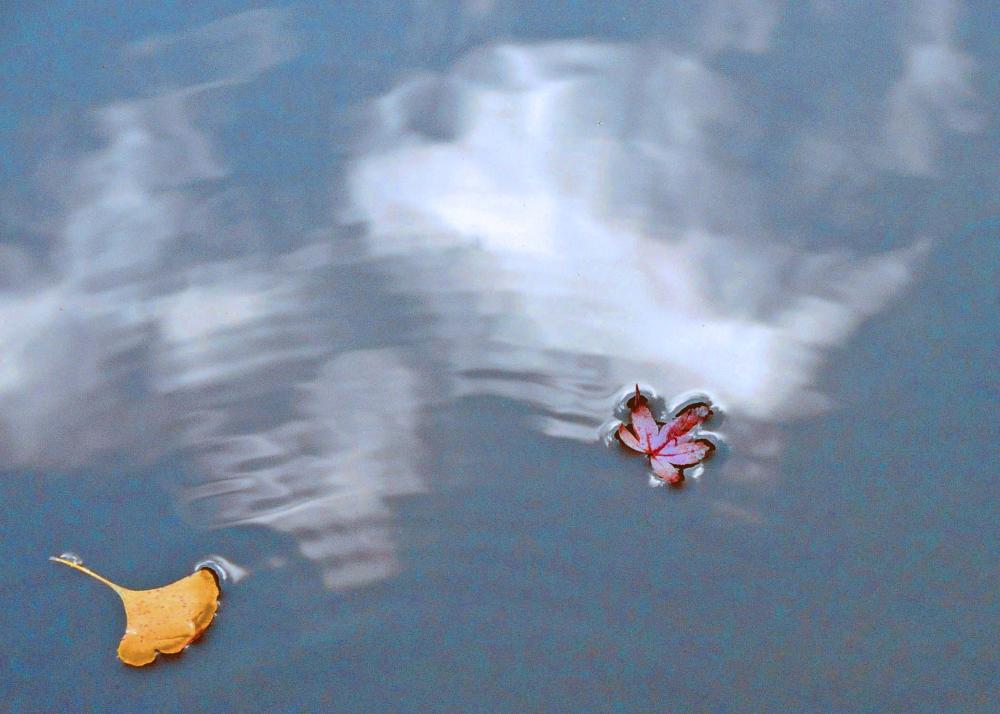 Two leaves Image
