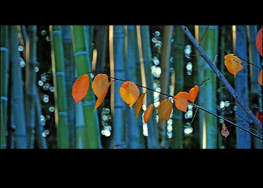 Warner Bamboo fall Image
