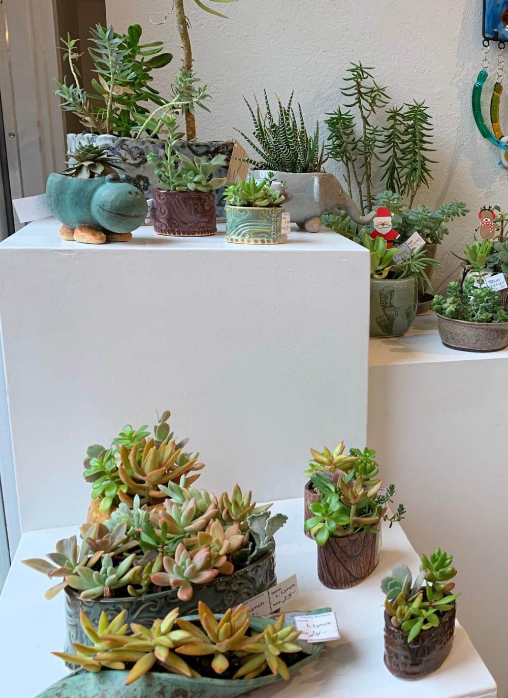 Boutique Plants 1 Image