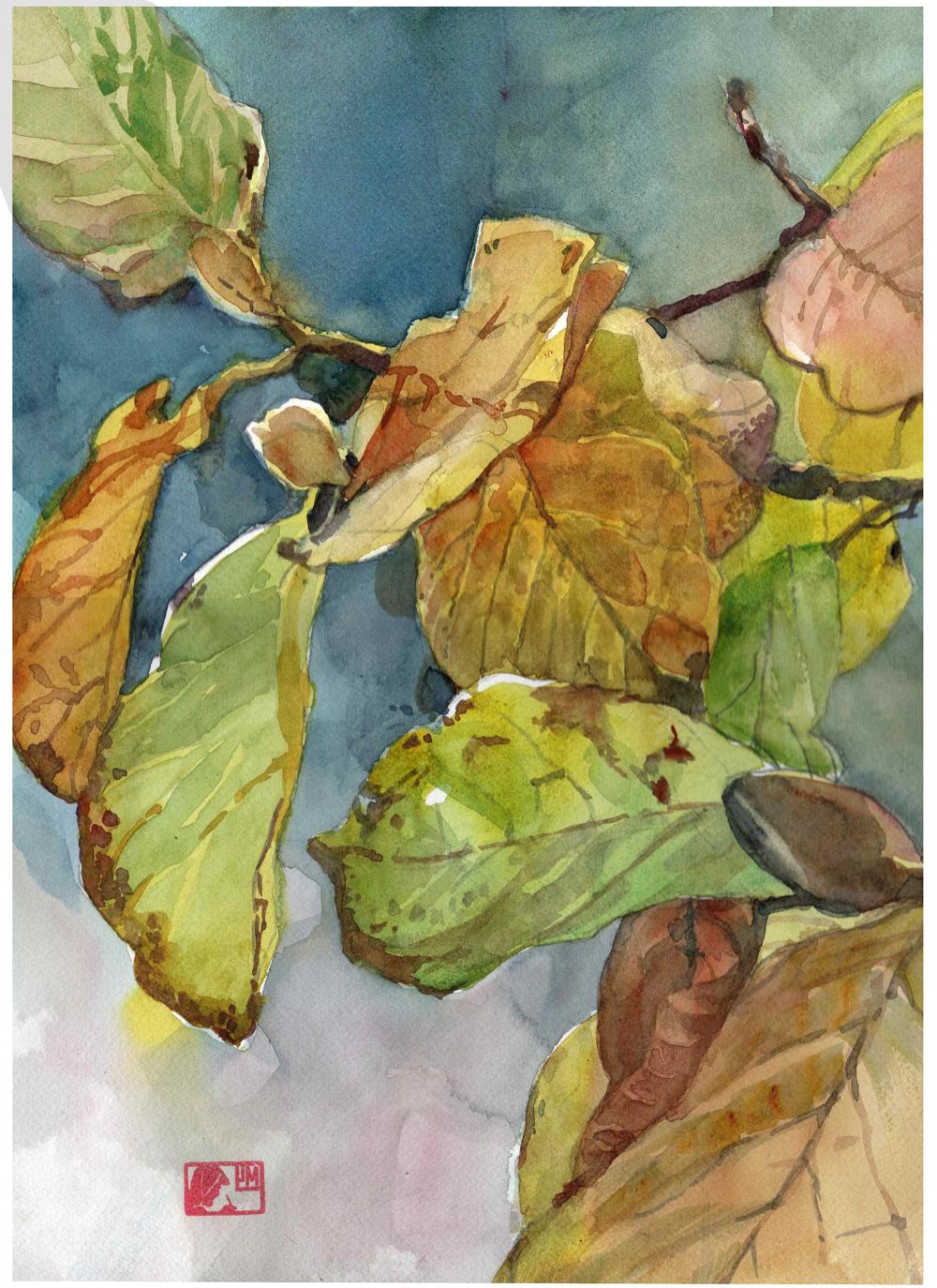 Chinese magnolia leaves Image
