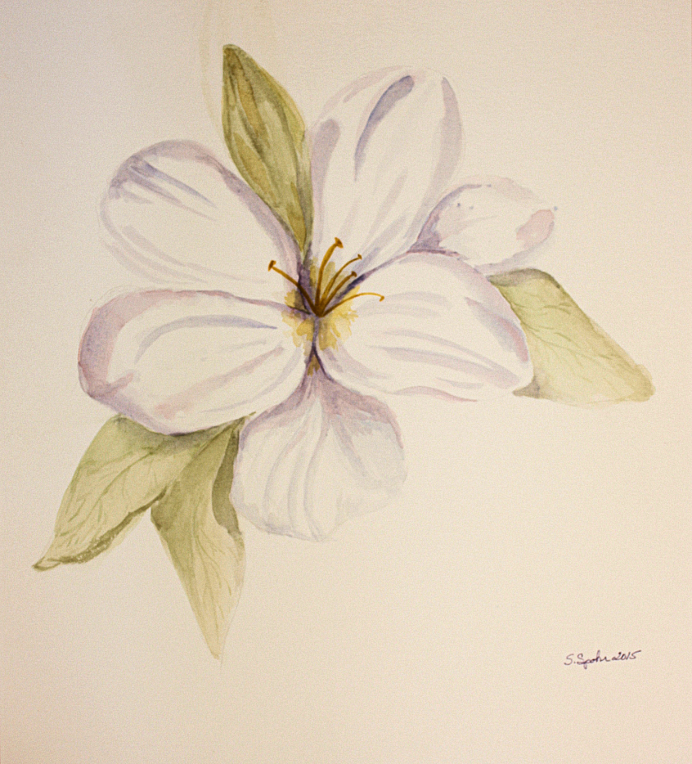 SusanS_Rhododendron-a Image