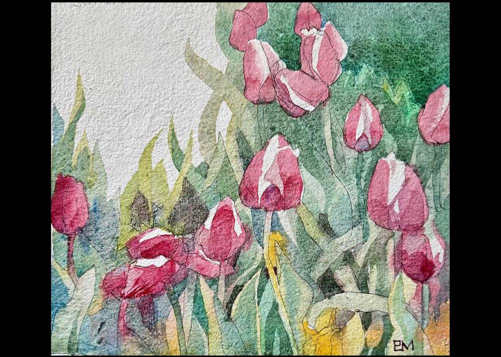 Tulips in Descanso March 13a Image