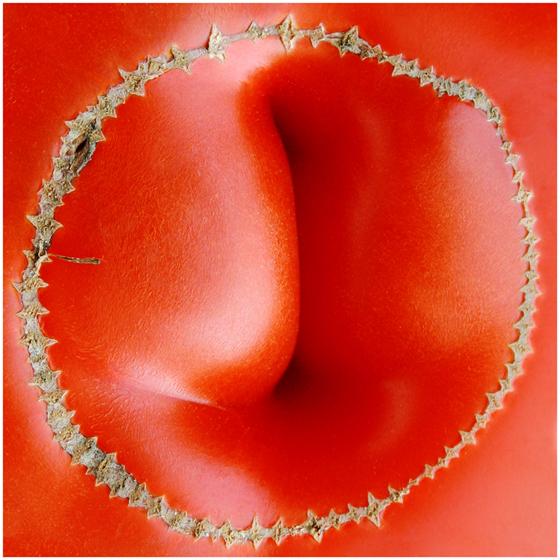 RIPE3027a Image