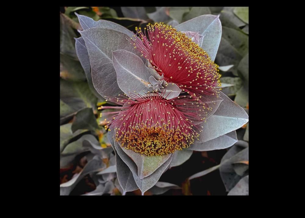 Flower Image