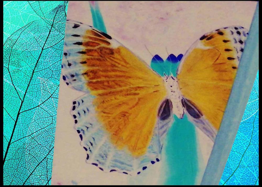 Jensen Butterfly Image