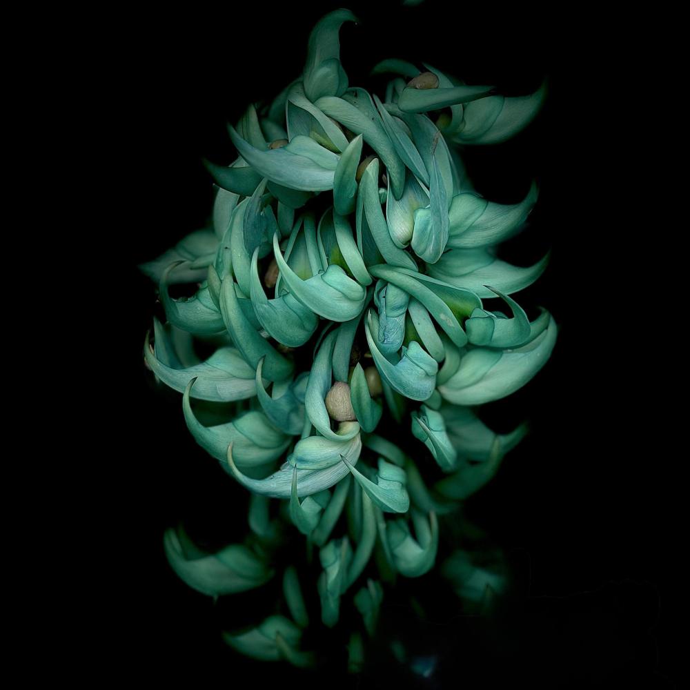 Jade Cascade -  Laurel Termini Image