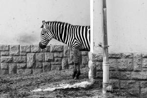 Carousel Image Thumbnail