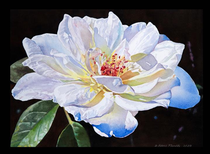 2nd Place, Debra Reynolds 'WhiteRose' Image