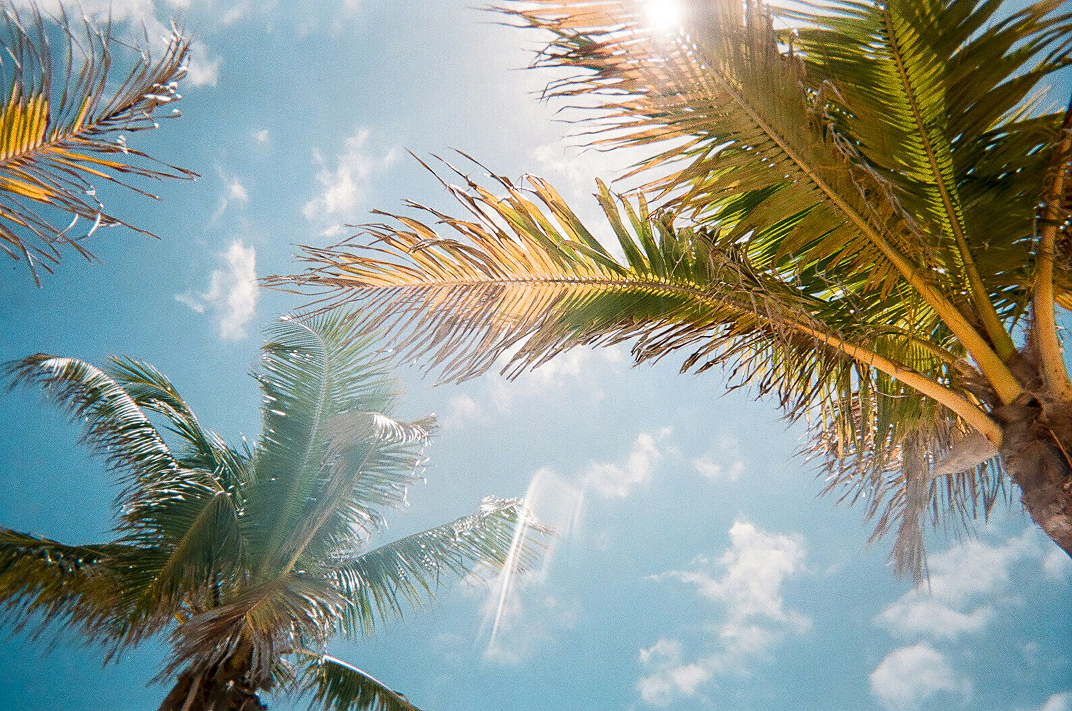 palm trees in the bright sun